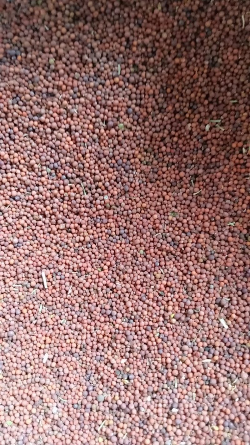 辣菜籽