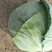 扁包菜奥其娜