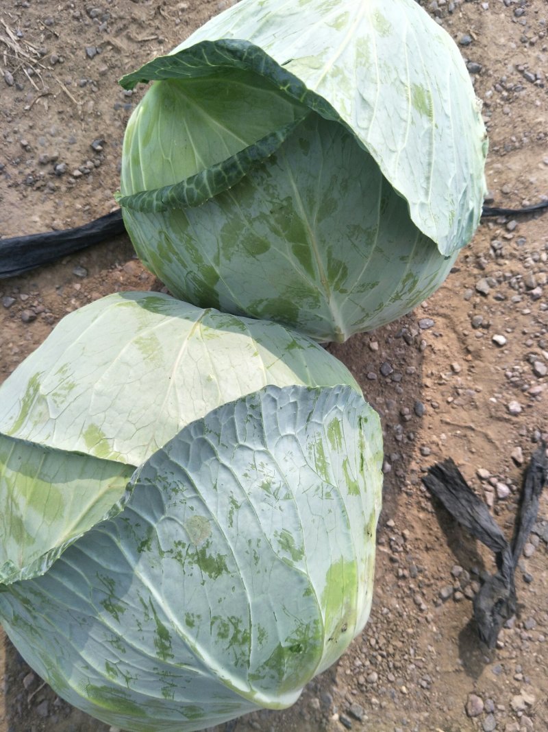 扁包菜奥其娜