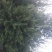 大量供应各种规格白皮松