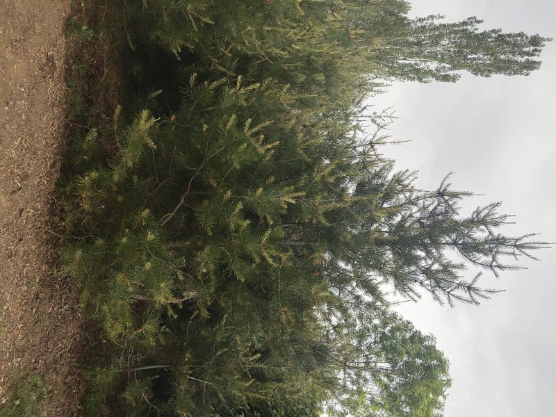大量供应各种规格白皮松