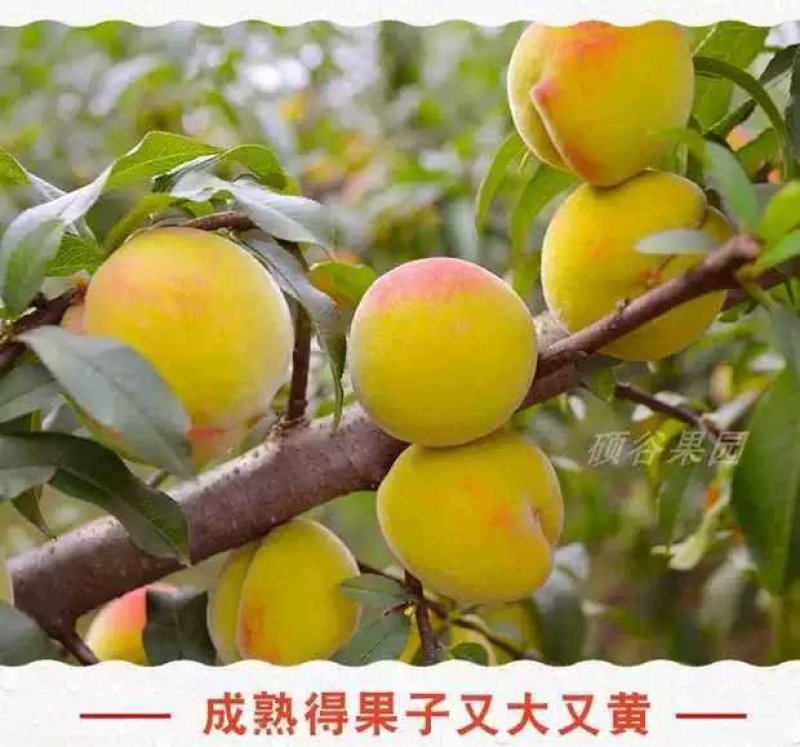 麻阳高山黄挑