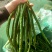 山东临沂兰陵线椒，八号线椒，长线椒，基地直供，货源充足
