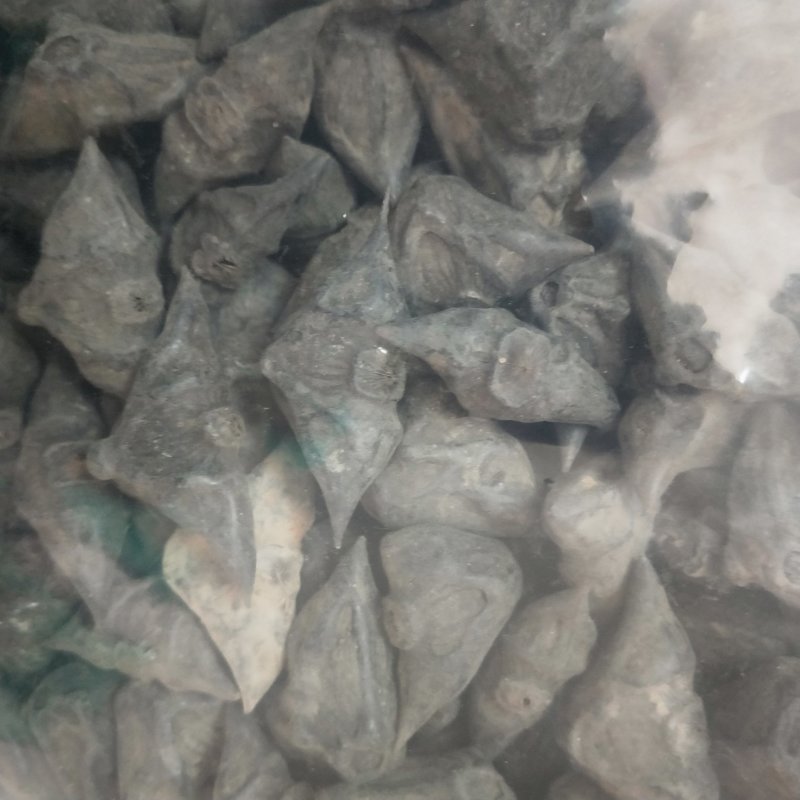 鬼见愁菱角一公斤起卖包邮