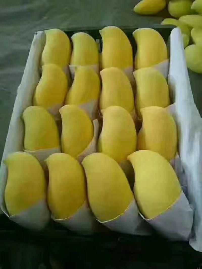 鹰嘴芒果大量供应，一手货源，产地直发，价格优惠