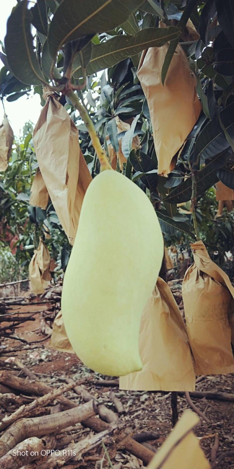 鹰嘴芒果大量供应，一手货源，产地直发，价格优惠