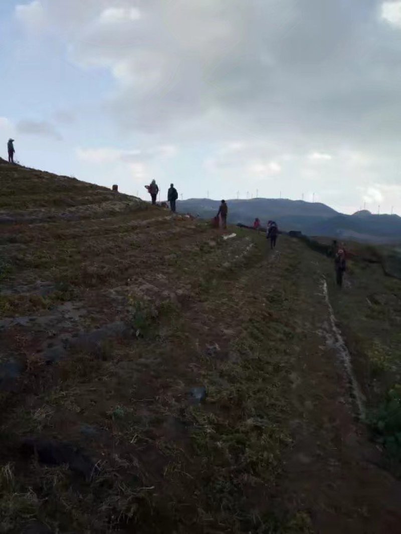 山地出租，水源多的地还有一百多亩