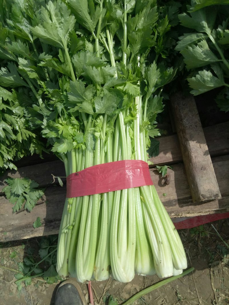 芹菜法国皇后西芹，产地直供，无干尖，65公分左右。