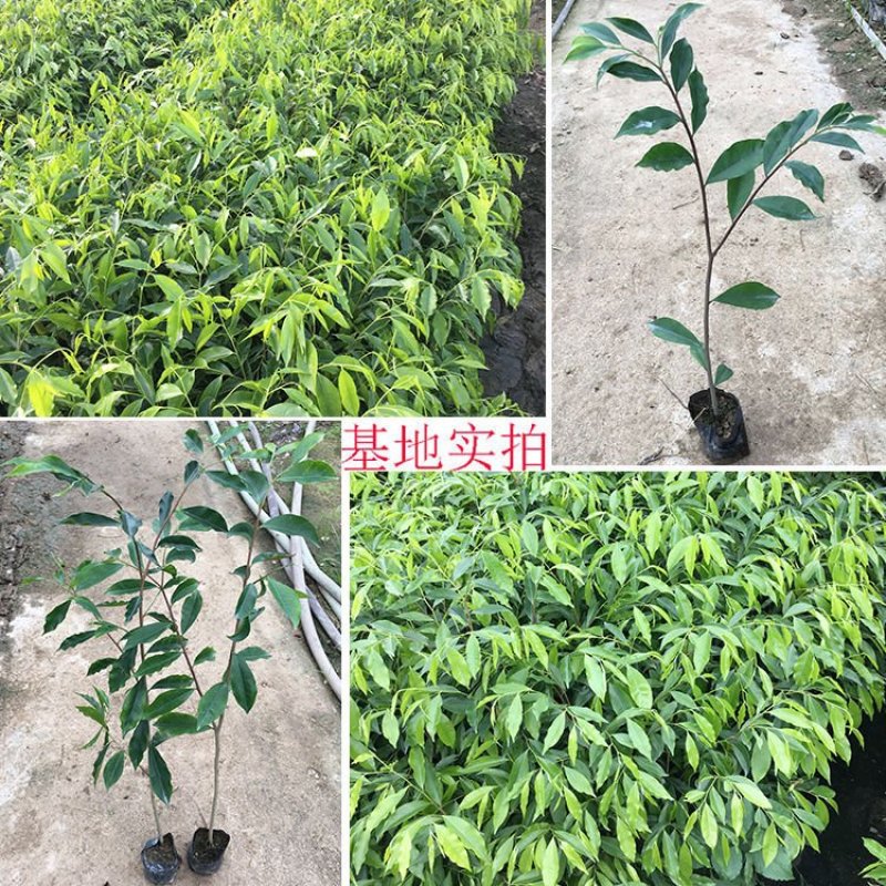 正宗海南沉香树苗盆栽地栽名贵树苗绿化植