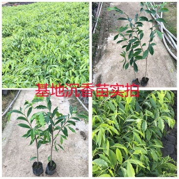 正宗海南沉香树苗盆栽地栽名贵树苗绿化植