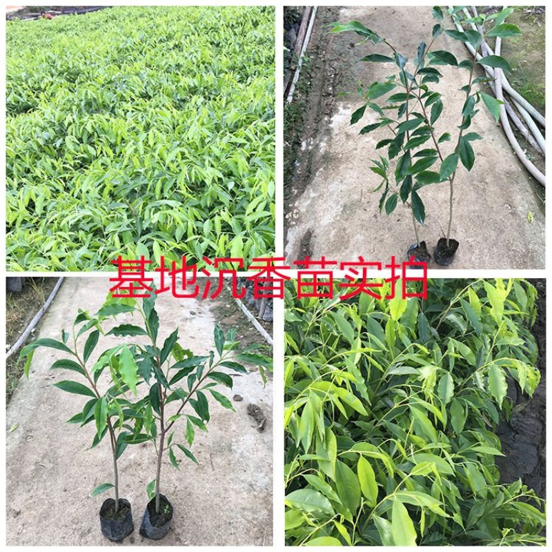 正宗海南沉香树苗盆栽地栽名贵树苗绿化植
