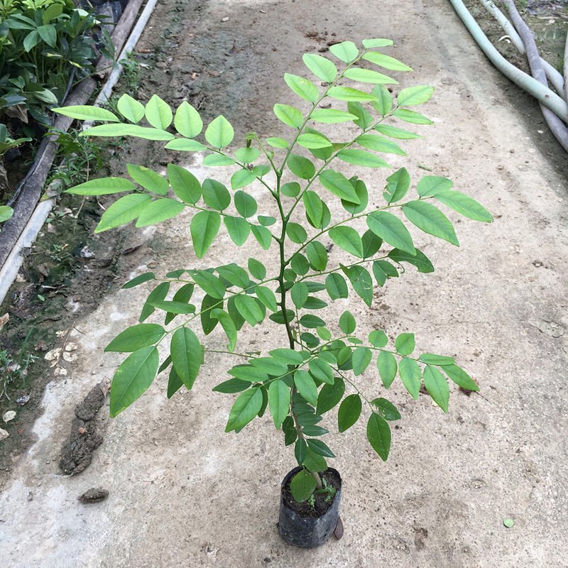 正宗海南沉香树苗盆栽地栽名贵树苗绿化植