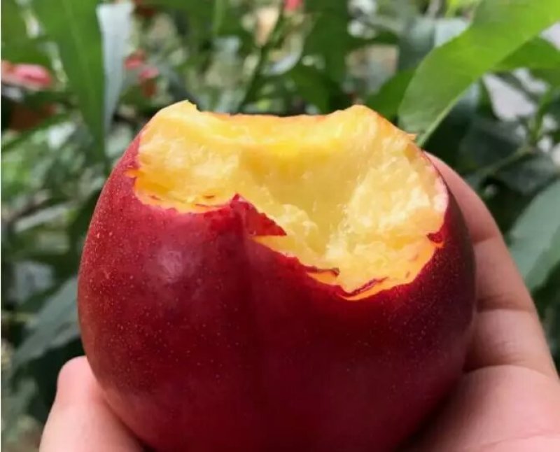 砀山万亩露天中油四号油桃