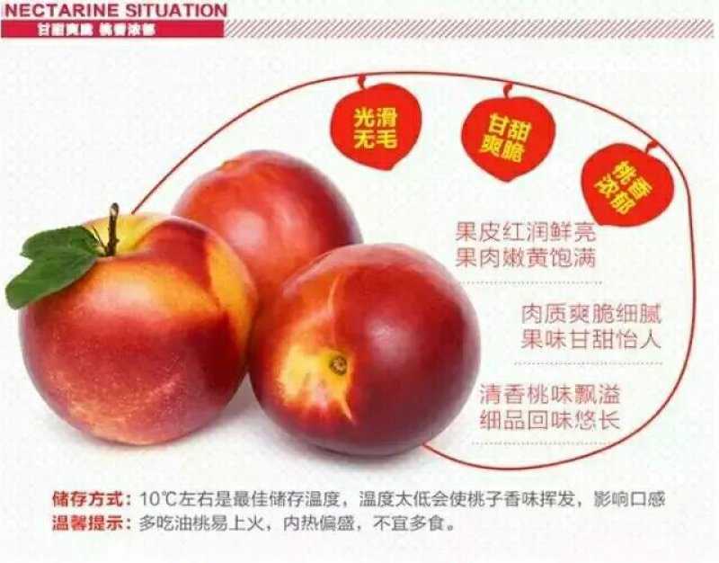 砀山万亩露天中油四号油桃
