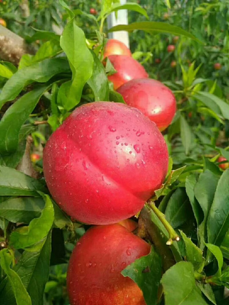 砀山万亩露天中油四号油桃