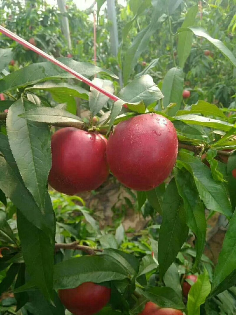 砀山万亩露天中油四号油桃
