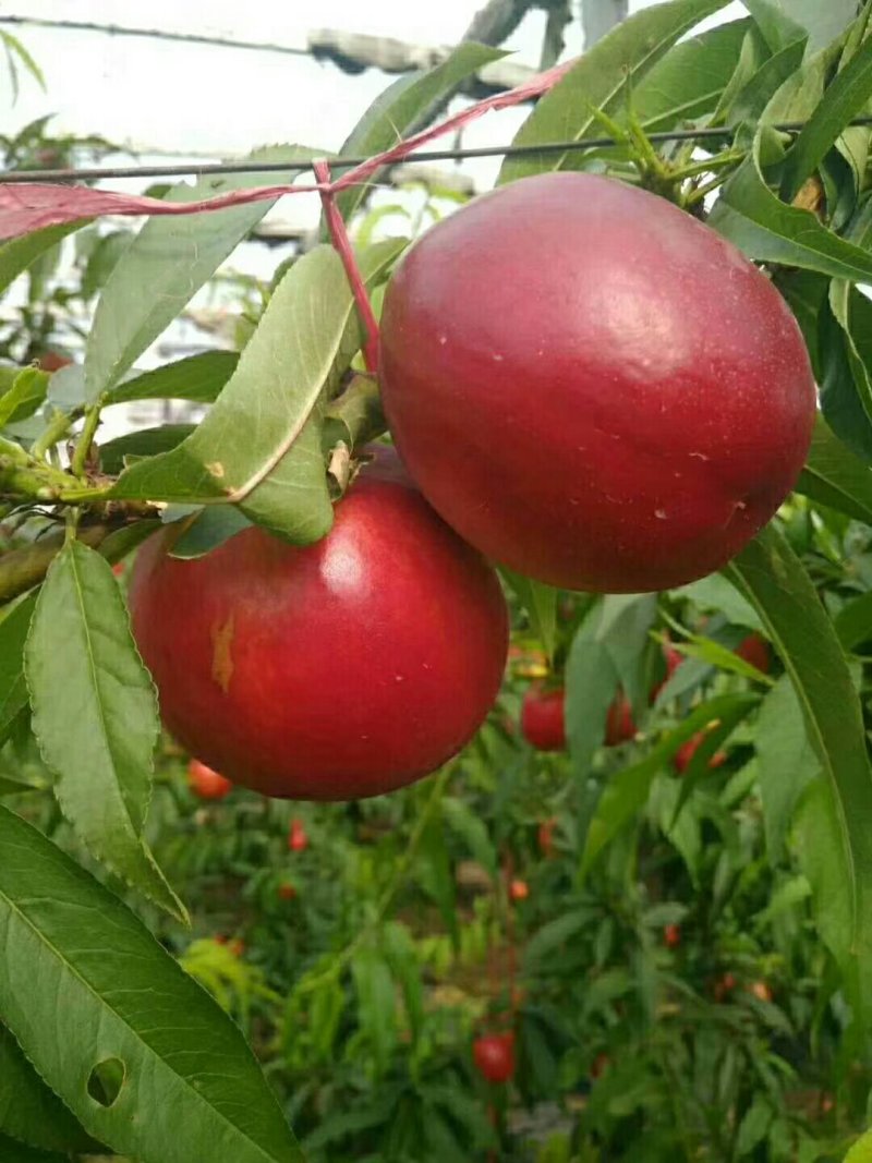 砀山万亩露天中油四号油桃