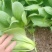 油菜