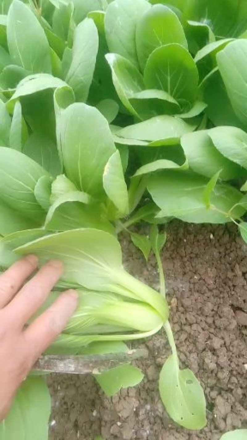 油菜