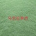 大叶油草，马尼拉草