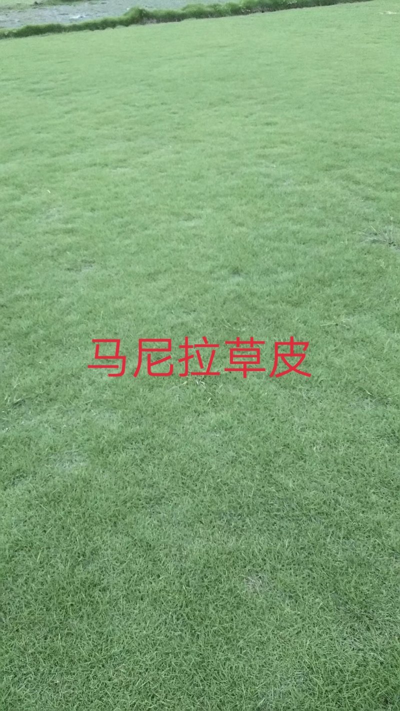 大叶油草，马尼拉草