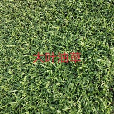 大叶油草，马尼拉草