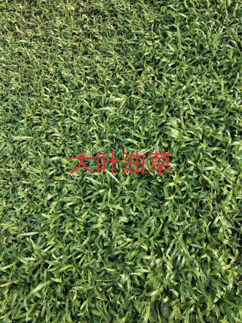 大叶油草，马尼拉草