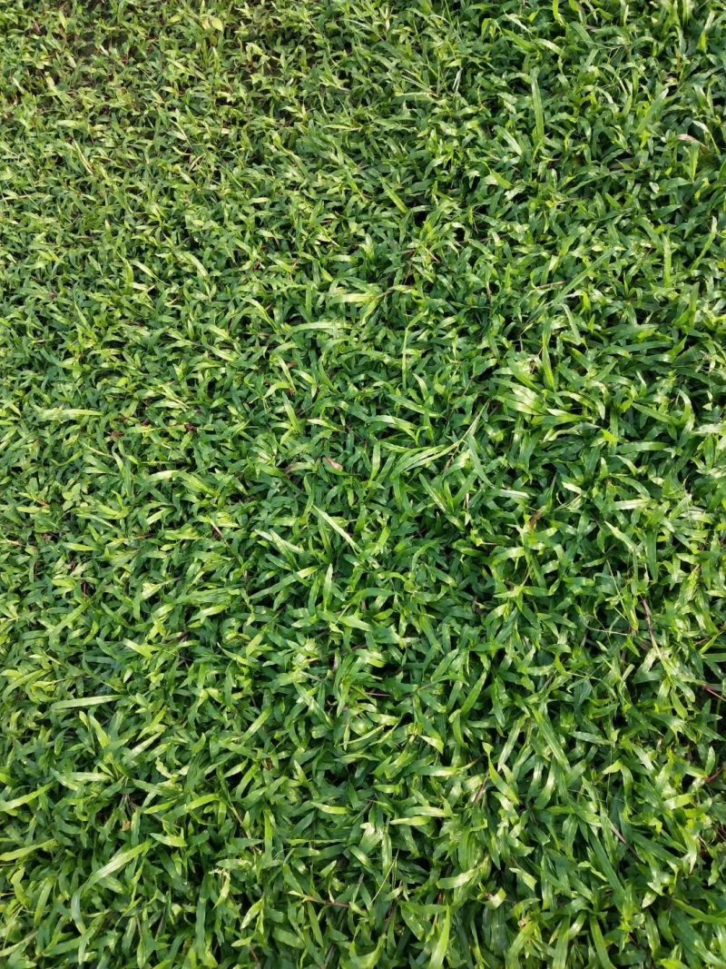 大叶油草，马尼拉草