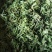 金银花，零售，物流发货，大货装车，贵州山银花。