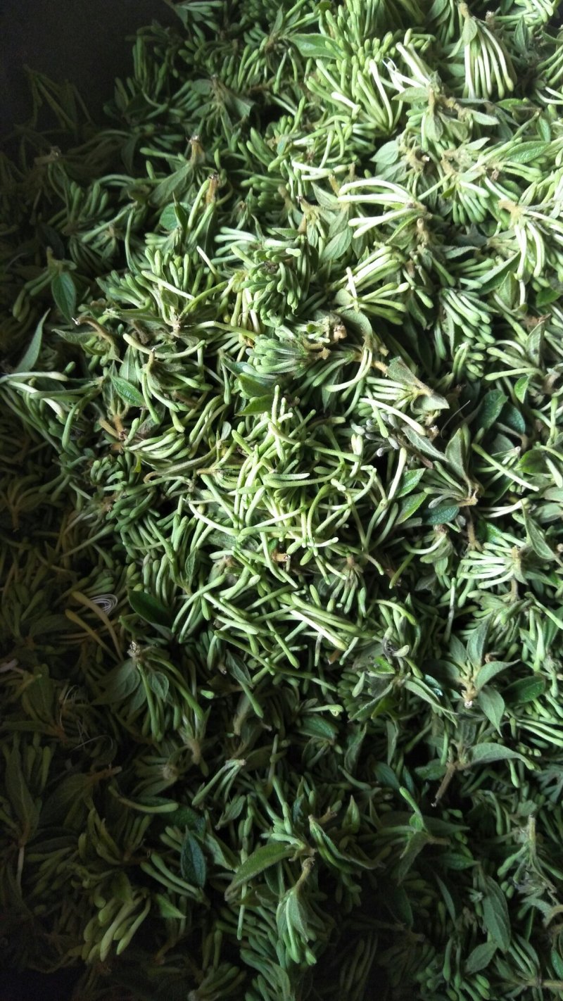 金银花，零售，物流发货，大货装车，贵州山银花。