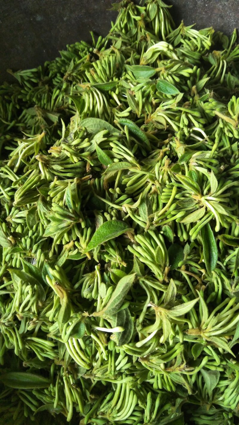 金银花，零售，物流发货，大货装车，贵州山银花。