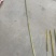 蒲黄