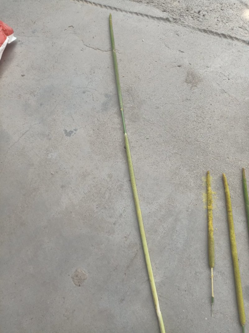 蒲黄