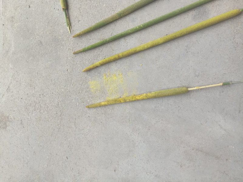 蒲黄