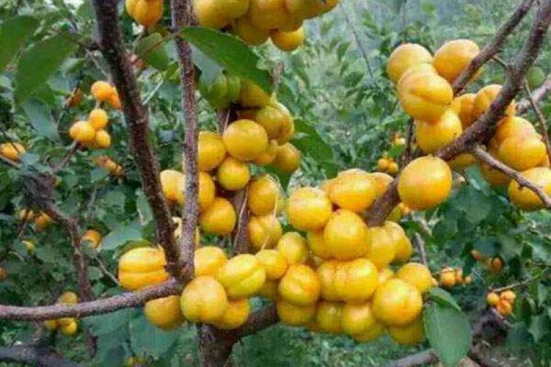 珍珠油杏