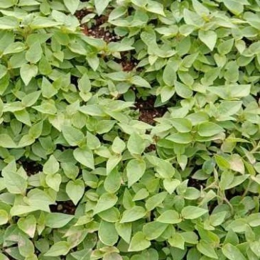 梓树小苗，梓树苗梓树根苗价格
