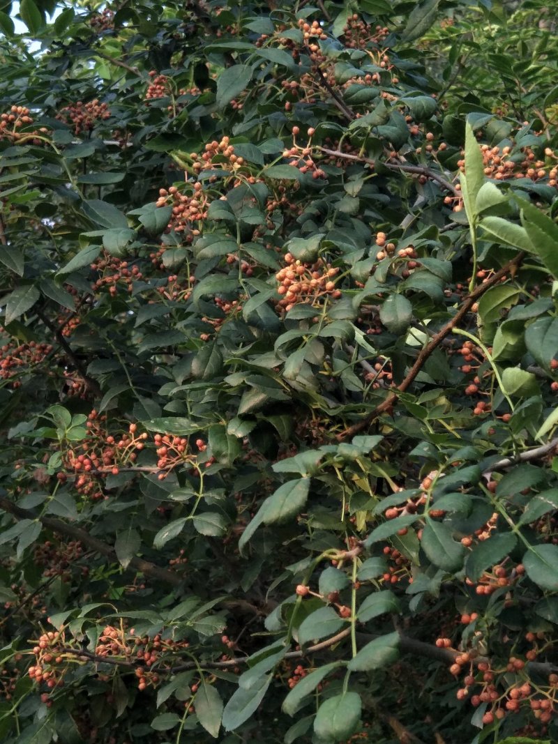 大红袍花椒苗花椒树苗凤椒小苗产量高种子出芽率高