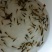 【荐】精品鲤鱼苗大量批发渔场直销全国供应诚信经营