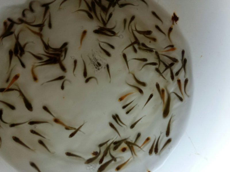 【荐】精品鲤鱼苗大量批发渔场直销全国供应诚信经营