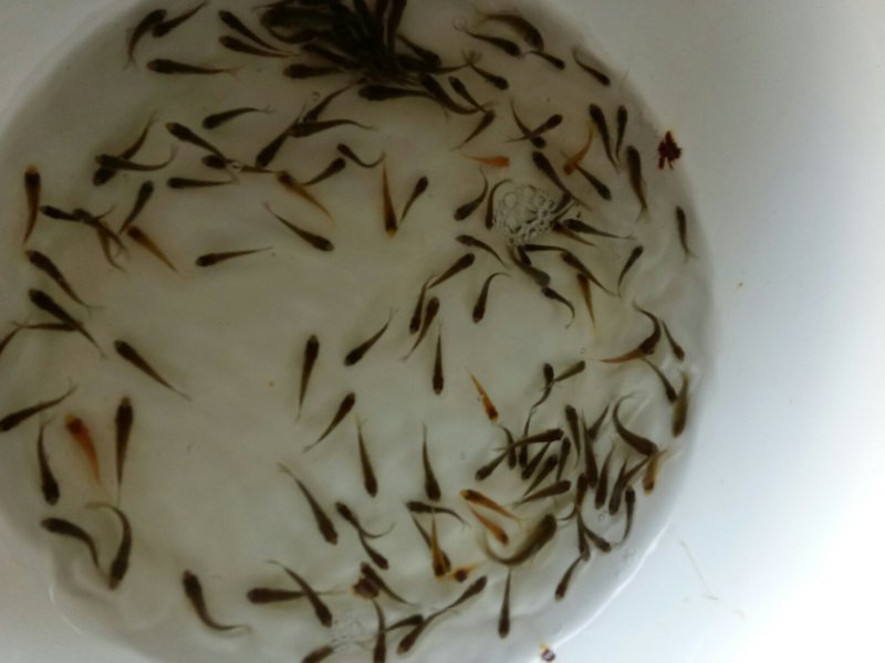 【荐】精品鲤鱼苗大量批发渔场直销全国供应诚信经营