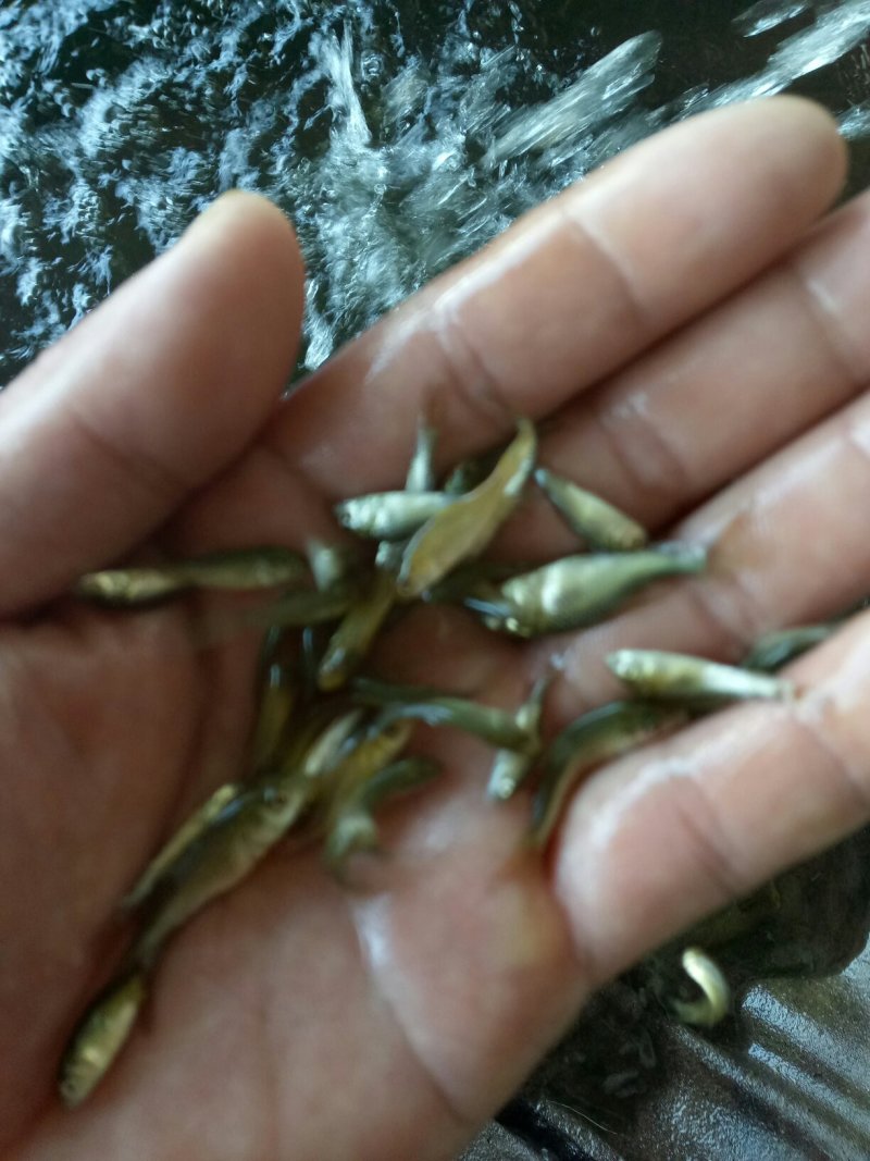 【荐】精品鲤鱼苗大量批发渔场直销全国供应诚信经营