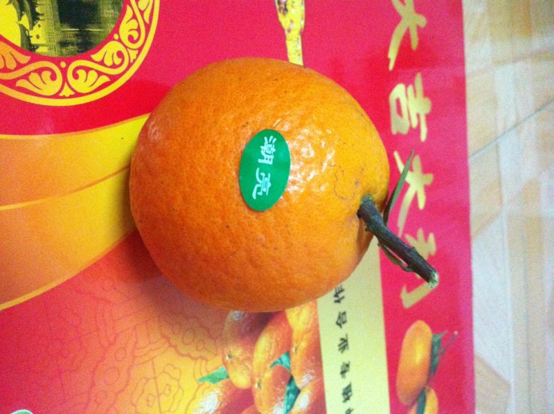 自家苗场嫁接的潮州柑，蕉柑苗