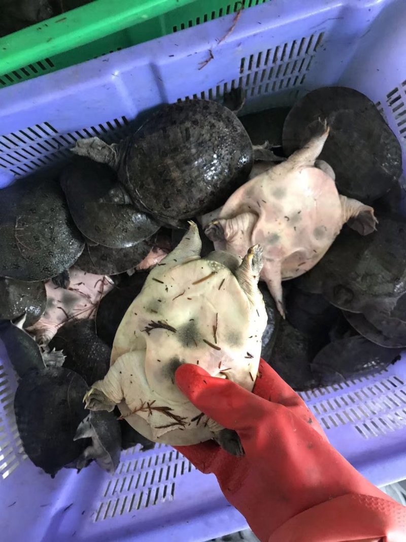 精品外塘甲鱼