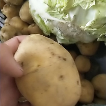 土豆