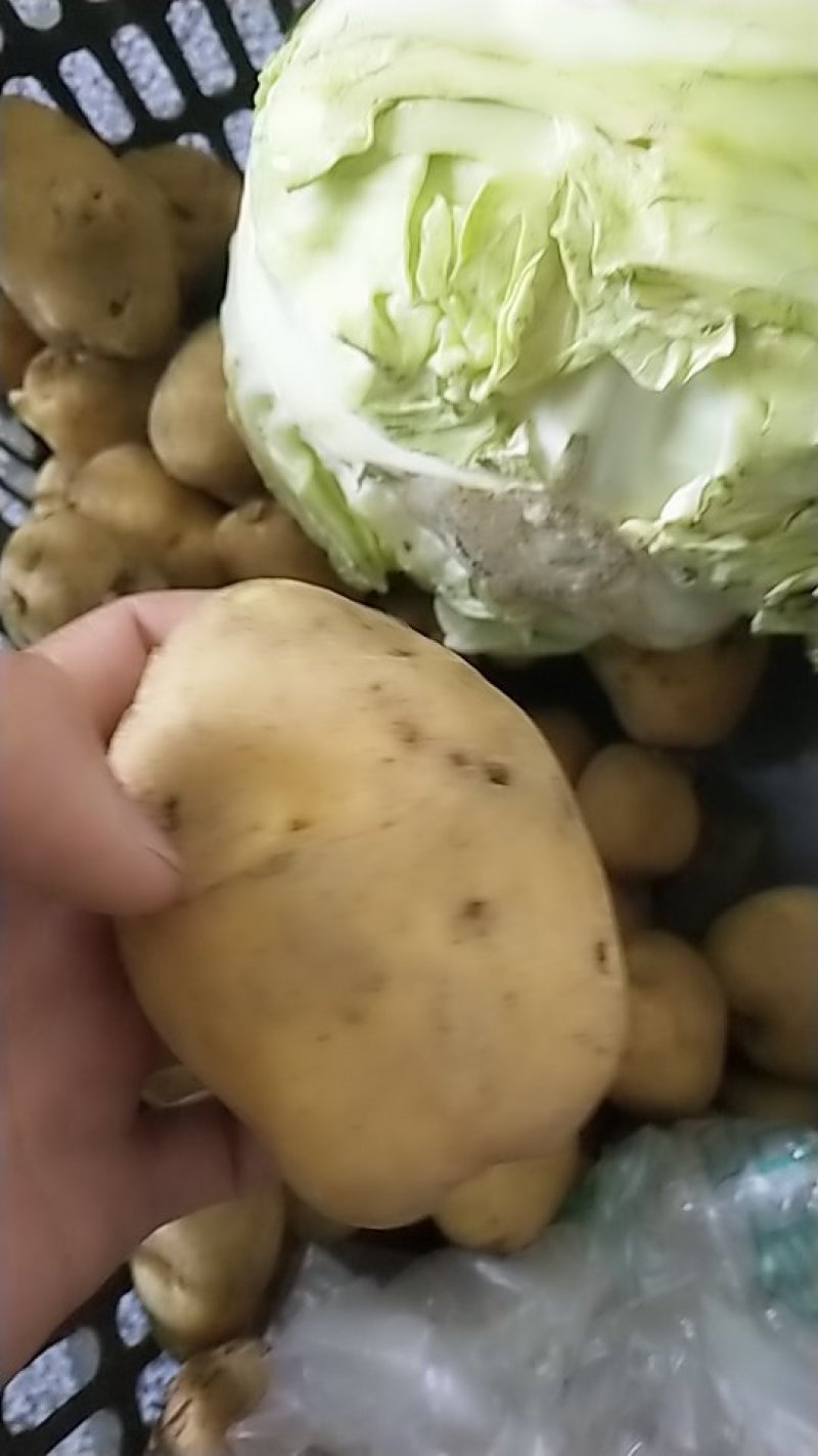 土豆