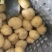 土豆