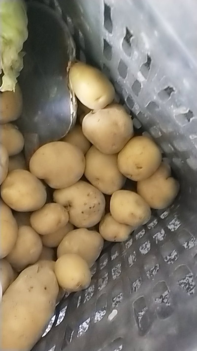 土豆