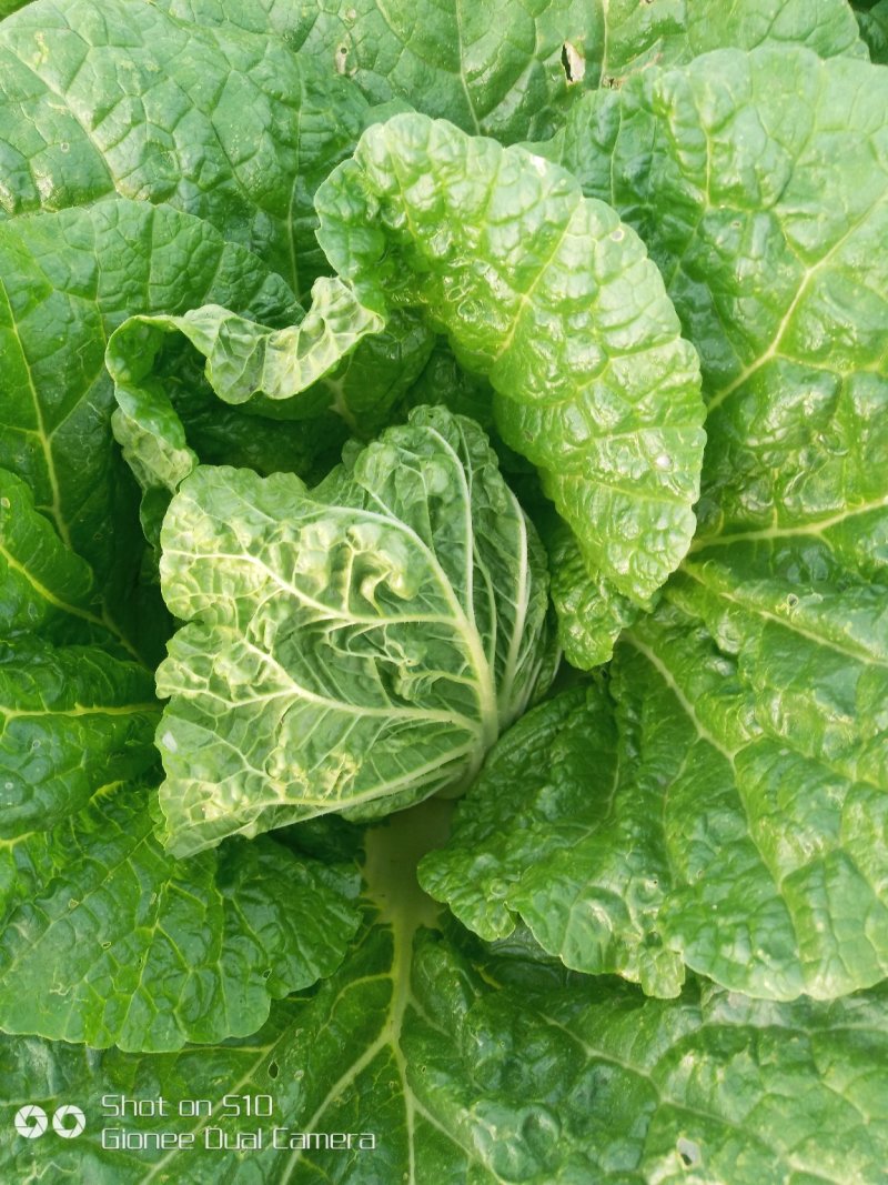 玲珑黄娃娃菜