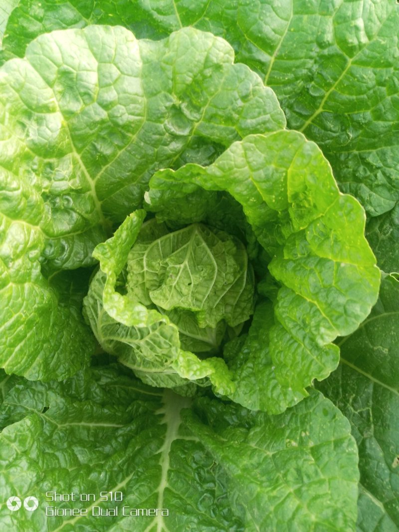 玲珑黄娃娃菜