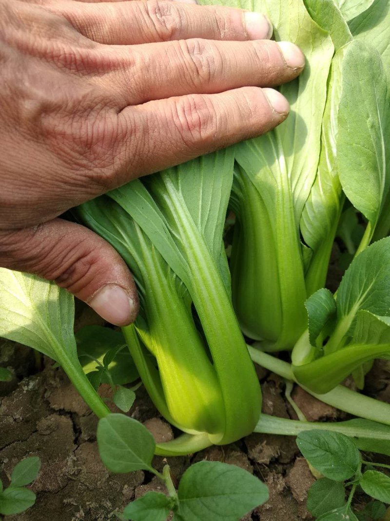 快菜。奶白菜。大量供应
